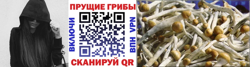Купить где  Киреевск  Галлюциногенные грибы Psilocybe 